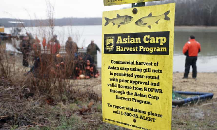 Wildlife officials take part in a roundup of Asian carp in Smith Bay on Kentucky Lake. The invasive species threatens to upend aquatic ecosystems along the Mississippi River and dozens of tributaries.