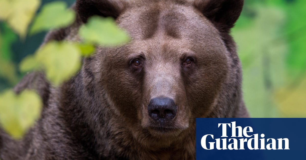 Brown bear that attacked five people shot dead, says Slovakian minister | Slovakia
