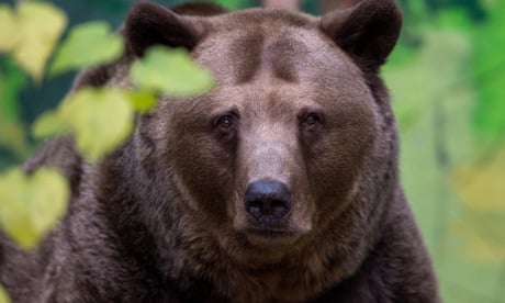 Brown bear that attacked five people shot dead, says Slovakian minister