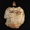 A fossilised turtle from the collection.