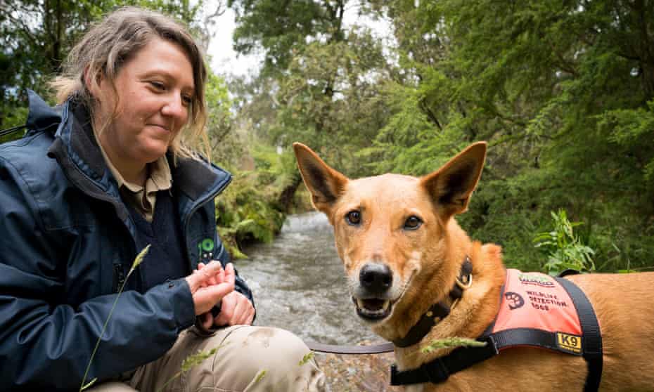Six-year-old kelpie cross Kip with wildlife detection dog officer Naomi Hodgens at Healesville Sanctuary, north-east of Melbourne.