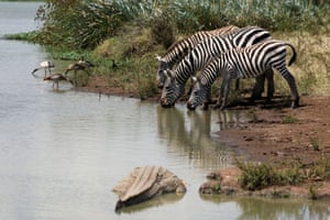 Zebras bebem água de um poço enquanto um crocodilo observa, dentro do Parque Nacional de Nairóbi, Quênia