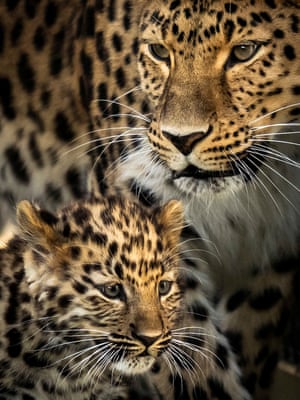 O único filhote sobrevivente de leopardo de Amur em perigo crítico, nascido na Europa este ano com sua mãe, Kristen, dá os primeiros passos em sua reserva no Yorkshire Wildlife Park, em Doncaster, Reino Unido. O nascimento é um passo significativo na batalha para salvar a espécie