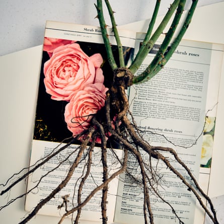 David Austin bare root rose