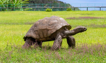 Jonathan is now the oldest chelonian ever recorded.