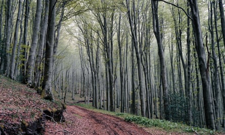 Beech forest near Cerzeto, Calabria, Italy.