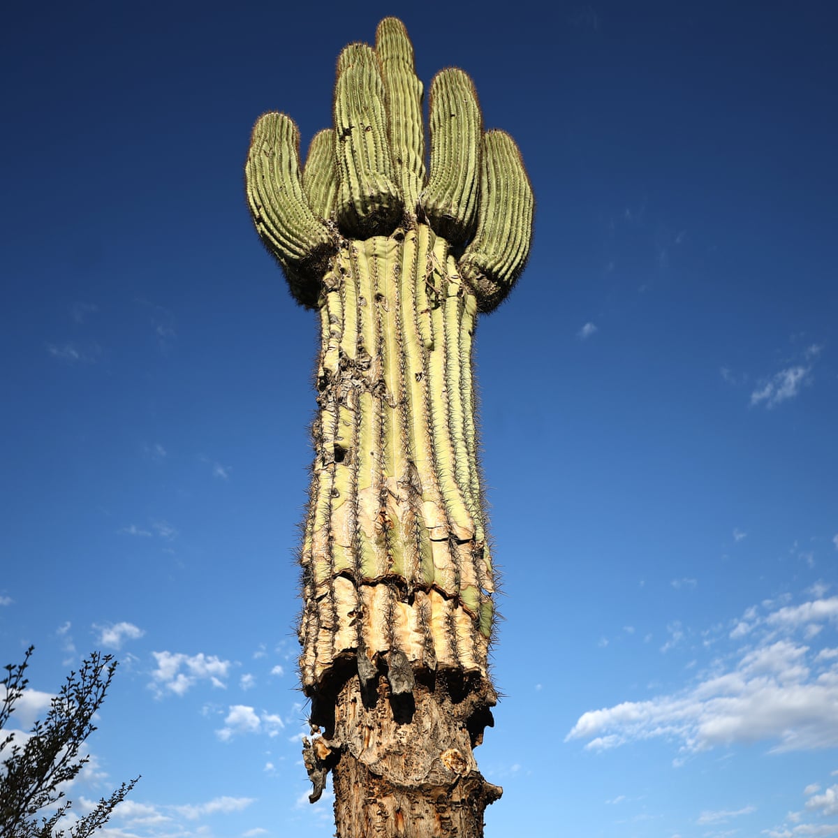 Phoenix's extreme heat withers saguaros, trademark cactus of desert  landscape, Arizona