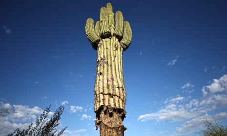 A damaged saguaro cactus on 3 August 2023 in Mesa, Arizona. 