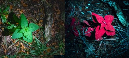 Composite of two photos: green nettles and red nettles