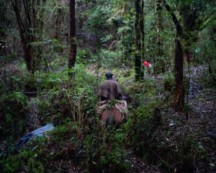 مردی سوار بر اسب در حال عبور از میان جنگل