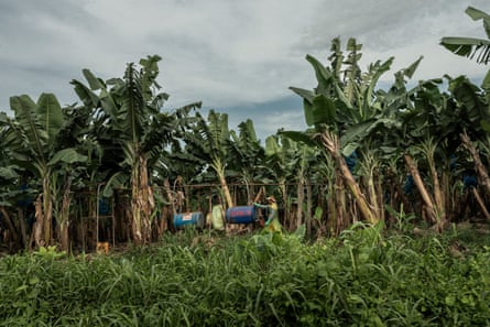 Uma plantação de bananas com um homem coberto com um macacão de plástico enchendo algo de um tanque em um caminhão com uma mangueira
