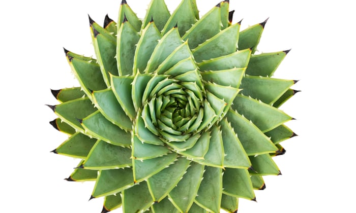pic Aloe Vera Plant Care Outdoors Uk aloes that will thrive outdoors