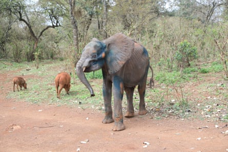 Sick elephant Sagateisa before being rescued