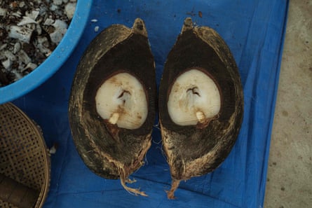 The fleshy kernel inside the coco de mer is removed for sale in east Asia, where it is believed to have aphrodisiac properties