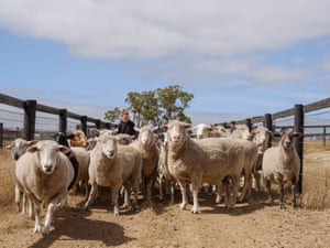 Sanctuary hand Jayce Thewlis moves a flock of sheep from one paddock to another