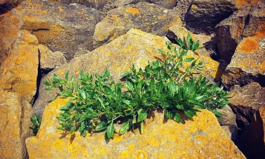Sea spinach growing on estuary boulders