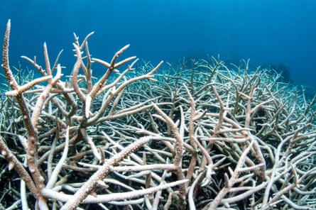 Coral Bleaching on the Great Barrier Reef