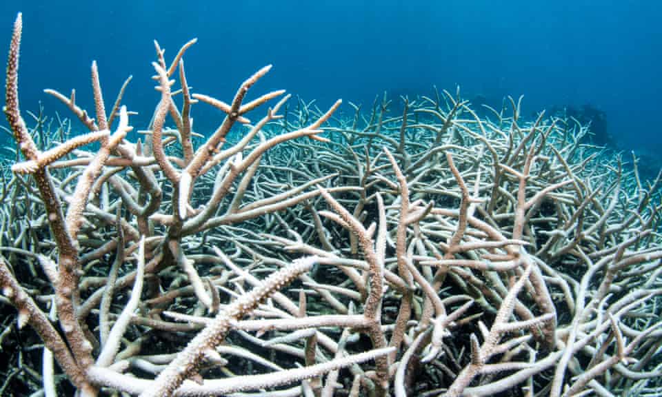 Coral Bleaching on the Great Barrier Reef