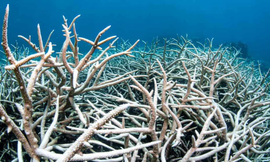 Coral bleaching on the Great Barrier Reef