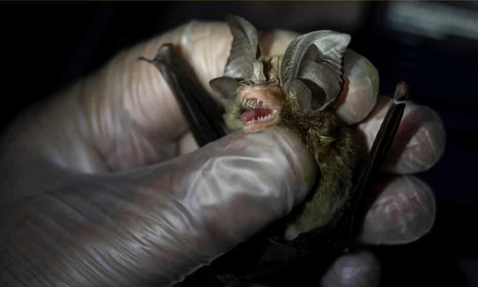Bats will account for the majority of this disease spread because of their ability to travel large distances.