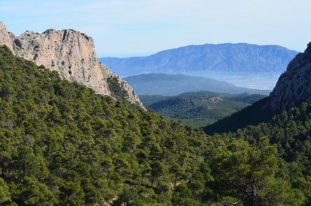 Rocky mountains and pine forests.