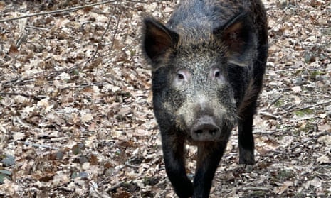 Pigs and ponies join UK s wild bison to recreate prehistoric  