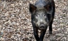 Pigs and ponies join UK’s wild bison to recreate prehistoric landscape