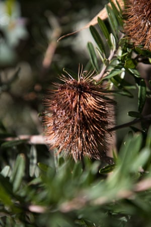 Silver banksia.