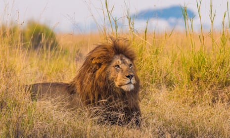A giant African male lion in Tanzania.