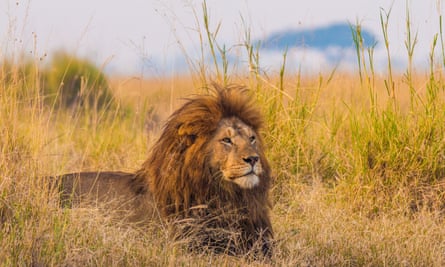 A giant African lion male keeps watch over his pride from the grasslands of the Serengeti National Park, Tanzania.