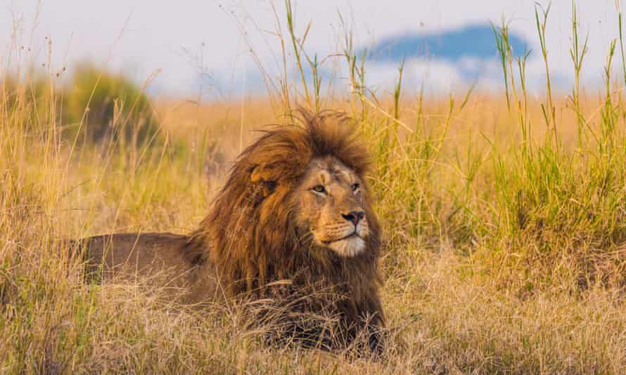 A giant African lion male in the Serengeti National Park,