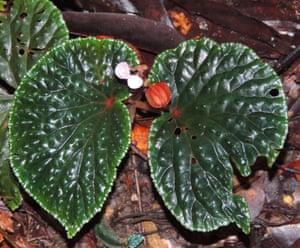 Begonia ruthiae was found along the trails of the Danum Valley in Sabah, in one of the last remaining areas of unlogged lowland forest in Borneo. It was named after Dr Ruth Kiew, who has spent many years studying the limestone flora of both Borneo and peninsular Malaysia.