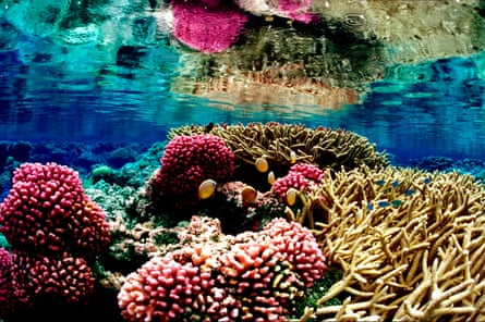 A coral reef ecosystem in the Pacific Remote Islands Marine National Monument, south of Hawaii.