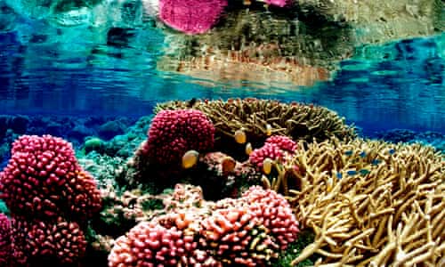 Trump plan to shrink ocean monuments threatens vital ecosystems, experts warn