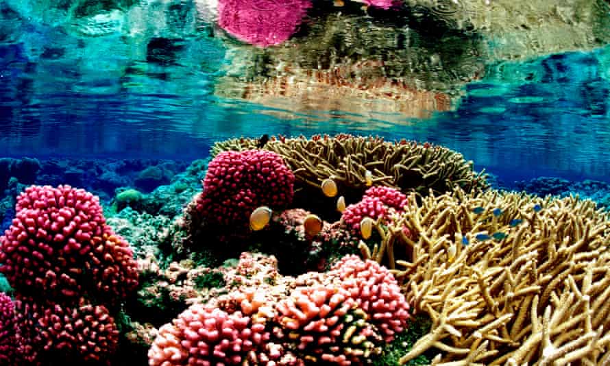 Trump Plan To Shrink Ocean Monuments Threatens Vital Ecosystems Experts Warn Conservation The Guardian