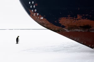 An emperor penguin faces off with an icebreaker, Antarctica