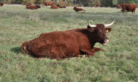 Red Devon cattle