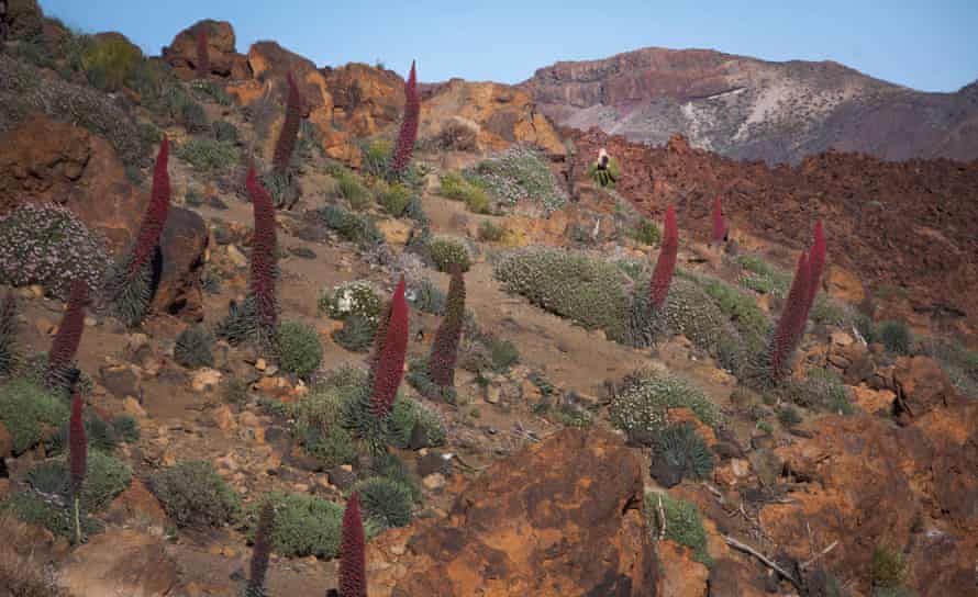 Echium wildpretii, or red bugloss, is endemic to the island of Tenerife.
