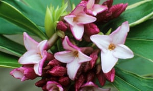 Top ten de los arbustos para el invierno 7 Daphne odora ‘Aureomarginata’