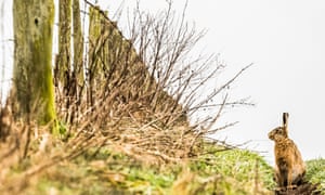 Roxburgh, Kelso, Scottish Borders, UK. 12th March 2018. A Brown Hare (Lepus europaeus) on arable farmland near Roxburgh village on an overcast day in the Scottish Borders. Lewis Carroll popularised the myth of the Mad March Hare in more recent times in thM7NW8X Roxburgh, Kelso, Scottish Borders, UK. 12th March 2018. A Brown Hare (Lepus europaeus) on arable farmland near Roxburgh village on an overcast day in the Scottish Borders. Lewis Carroll popularised the myth of the Mad March Hare in more recent times in the famous book ‘Alice’s Adventures in Wonderland’, in which the March Hare is a memorable character. Credit: Chris Strickland / Alamy Live News