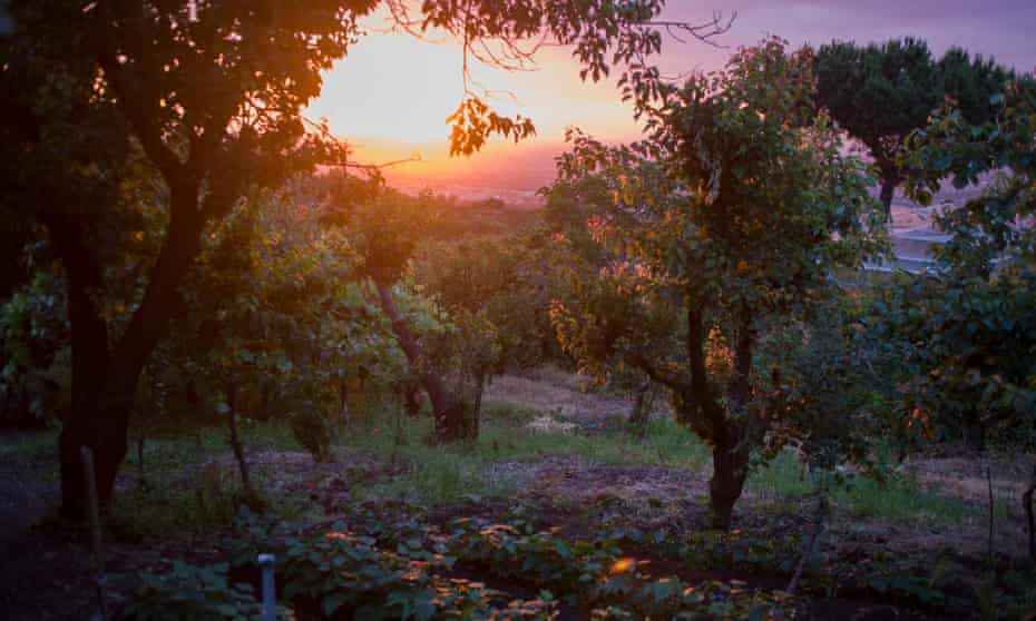 Under the volcano … an orchard in the shadow of Mount Vesuvius. Photograph: Alamy