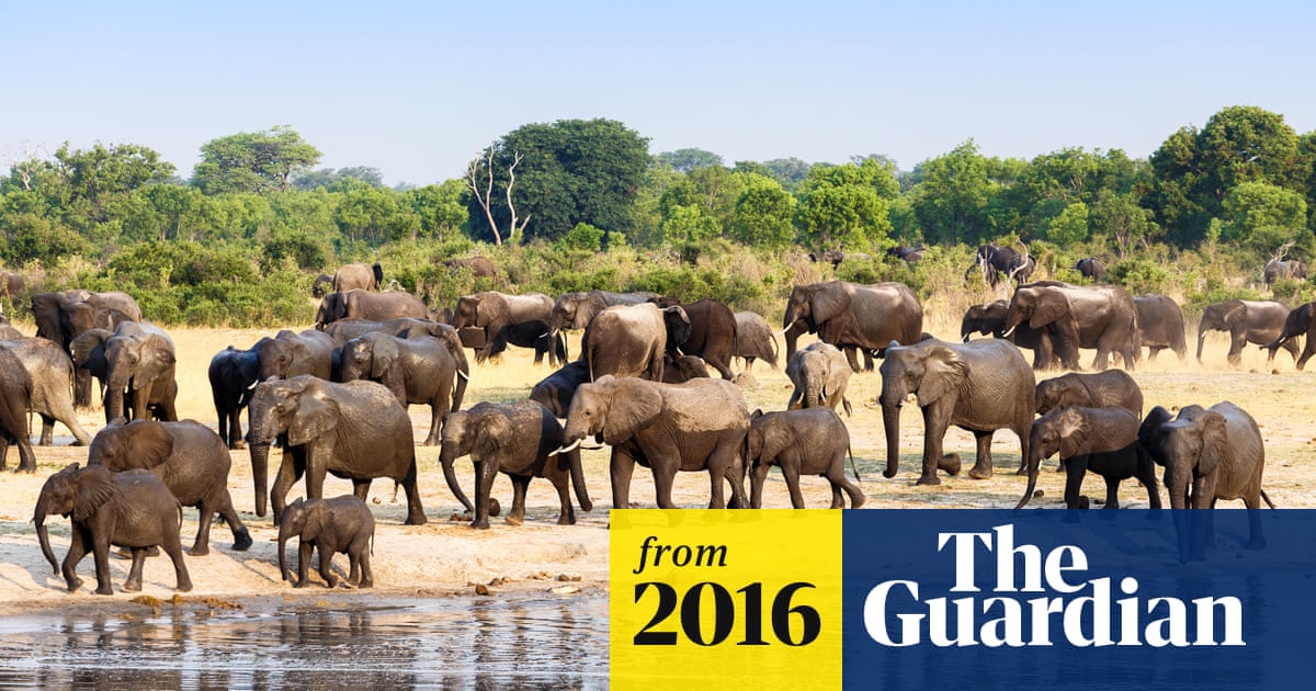 African elephants 'killed faster than they are being born' | Illegal  wildlife trade | The Guardian