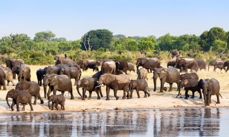 A herd of African elephants drinking at a muddy waterhole, Zimbabwe. Around 60% of elephant deaths are at the hands of poachers, figures show. 