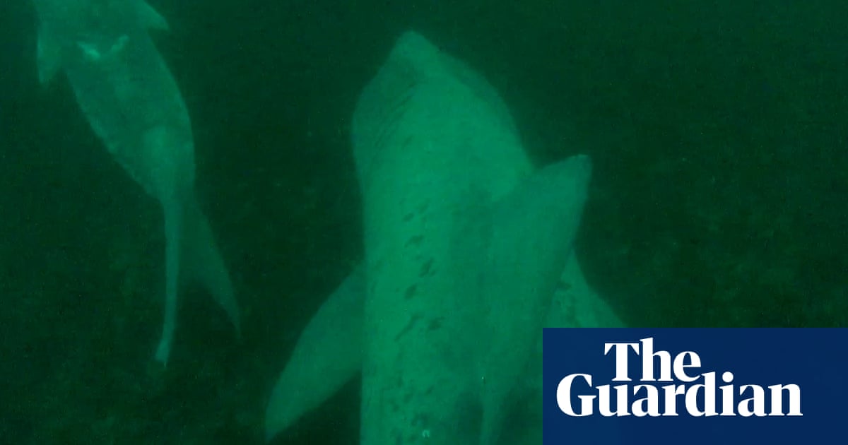 Sexy secret life of basking sharks uncovered in Hebrides - The Guardian