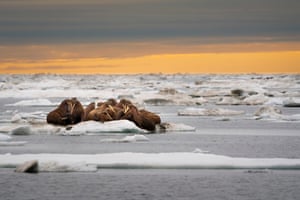 A herd of walruses (Odobenus rosmarus) on an ice floe, Svalbard, Norway