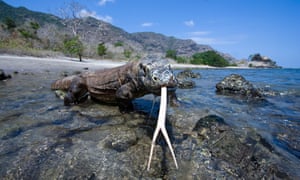Komodo dragon with forked tongue