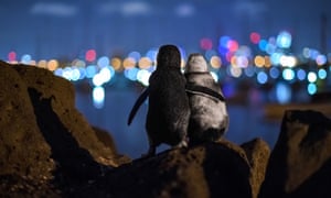 The best of the 2020 wildlife photography awards | Environment | The