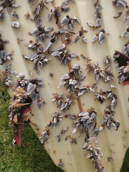 Board covered in barnacles
