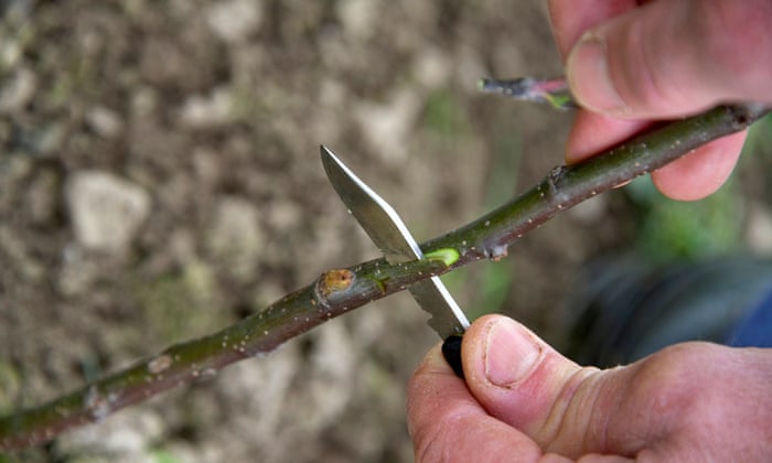 How To Graft Apple Trees Alys Fowler Life And Style The Guardian