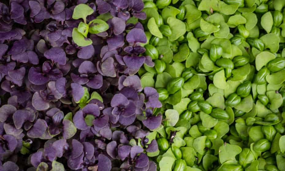 Small blessings: fresh organic purple and green microgreens.
